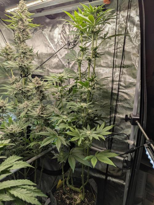 RS11 x Banana OG - Barney's Farm. Week 9