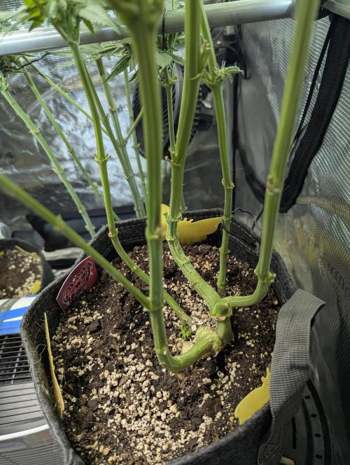 RS11 x Banana OG - Barney's Farm. Week 9