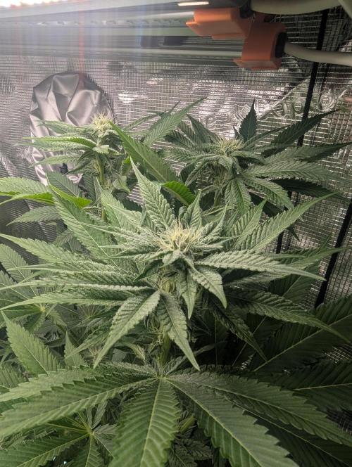 RS11 x Banana OG - Barney's Farm. Week 9