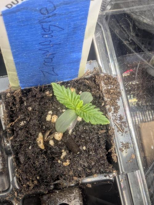 Zhampagne - Compound Genetics. Week 0