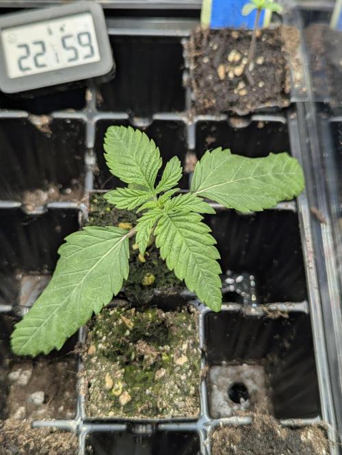 ZodaZa - Umami. Week 1