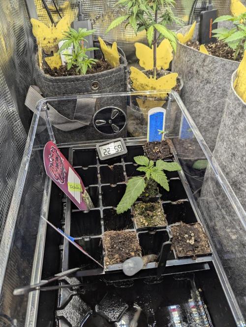 ZodaZa - Umami. Week 1