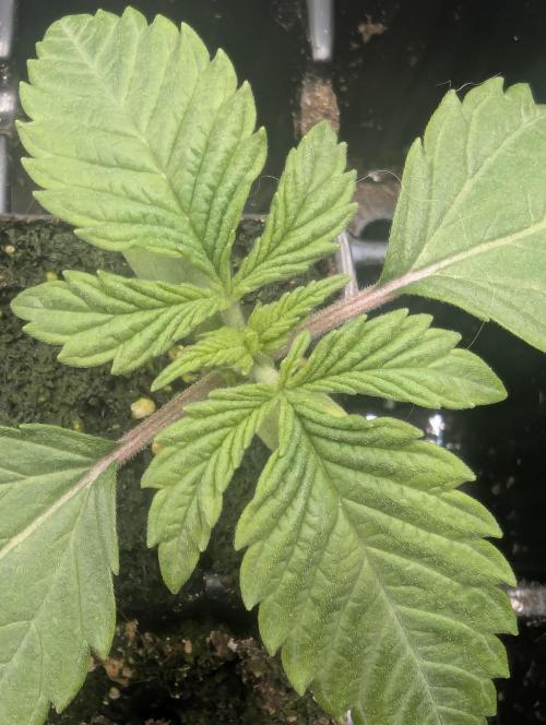 ZodaZa - Umami. Week 1