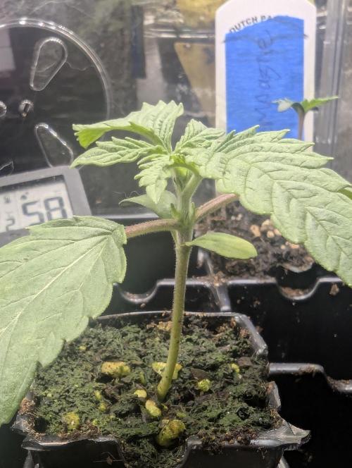 ZodaZa - Umami. Week 1