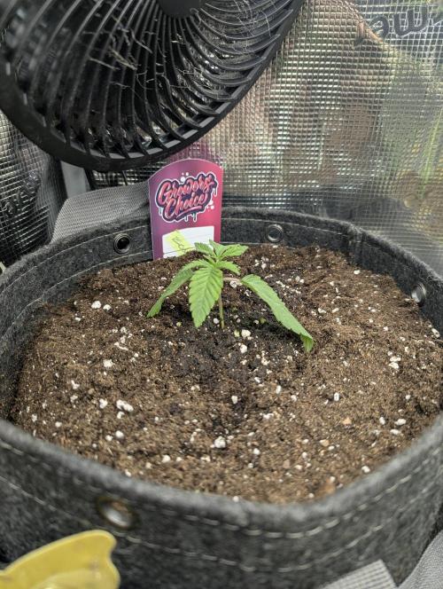 ZodaZa - Umami. Week 1