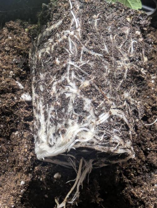 ZodaZa - Umami. Week 1