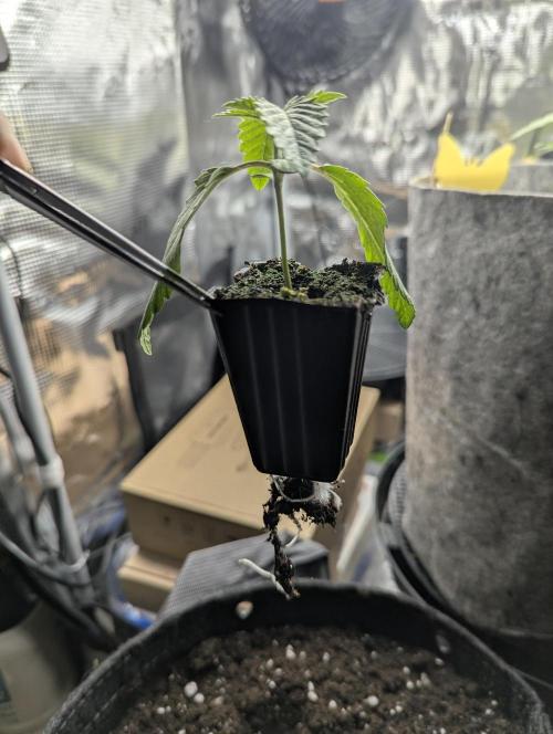 ZodaZa - Umami. Week 1