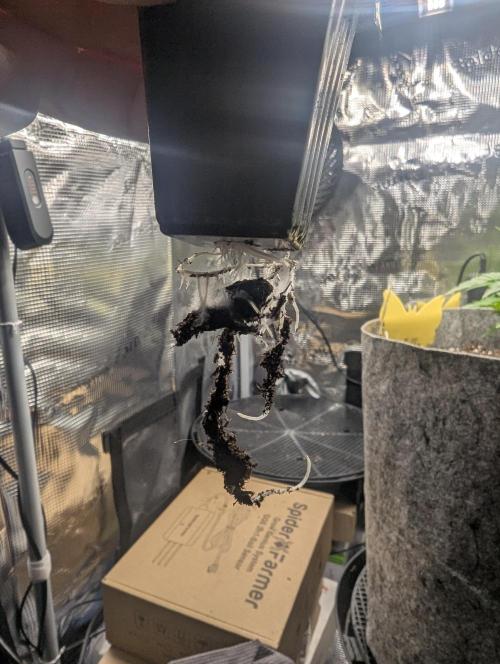 ZodaZa - Umami. Week 1