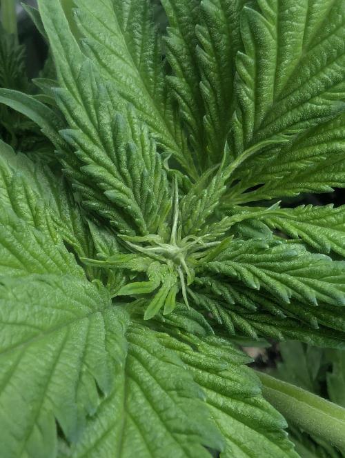 Zkittlez - Growers Choice. Week 5