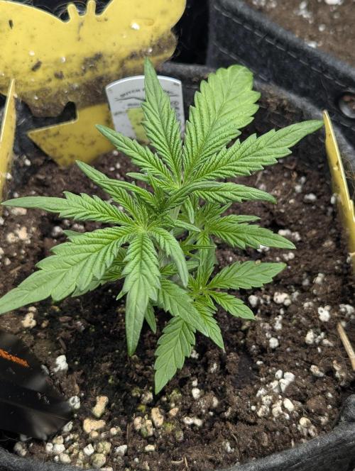 AlienZ Automatic - Greenhouse Seed Co.. Week 3