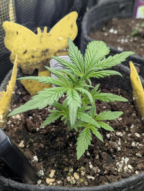 AlienZ Automatic - Greenhouse Seed Co.. Week 3