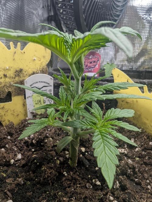 AlienZ Automatic - Greenhouse Seed Co.. Week 3