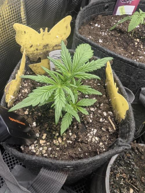 AlienZ Automatic - Greenhouse Seed Co.. Week 3