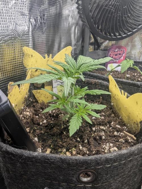 AlienZ Automatic - Greenhouse Seed Co.. Week 3