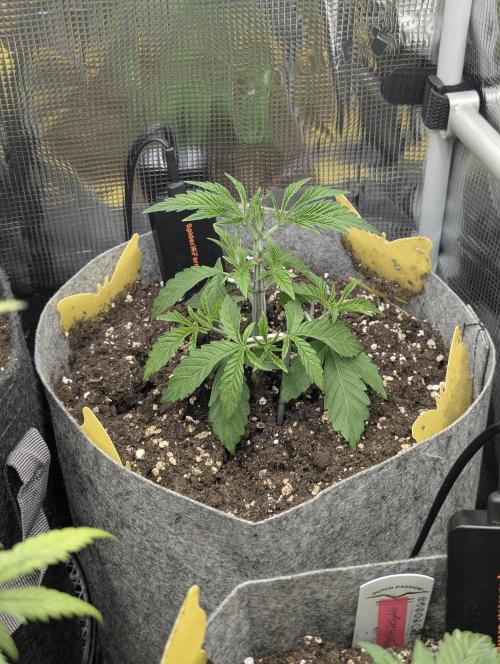 Wizard Fuel - Wizard Trees. Week 3