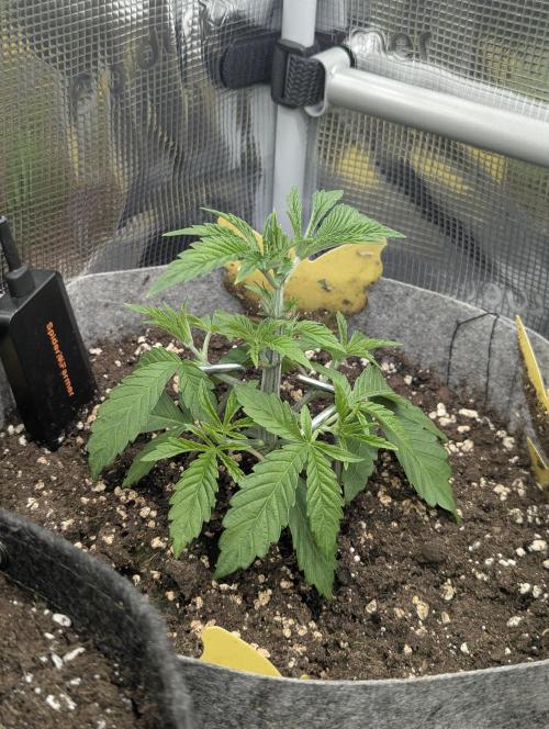 Wizard Fuel - Wizard Trees. Week 3