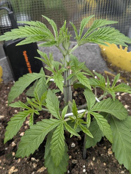 Wizard Fuel - Wizard Trees. Week 3