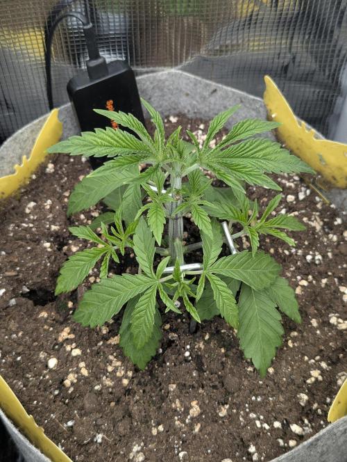 Wizard Fuel - Wizard Trees. Week 3