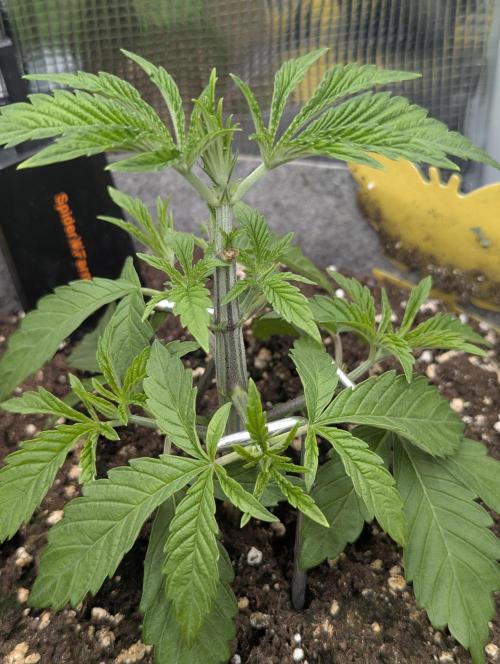 Wizard Fuel - Wizard Trees. Week 3