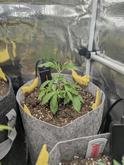 Wizard Fuel - Wizard Trees. Week 3