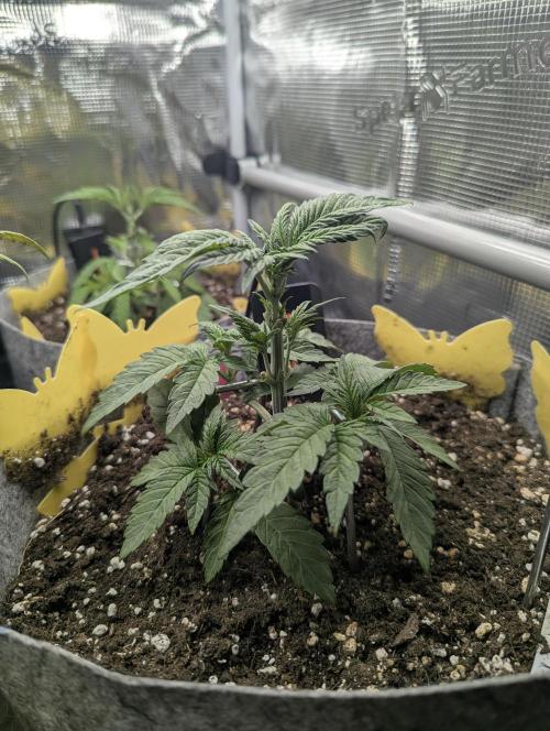 British Delight - Wizard Trees. Week 3