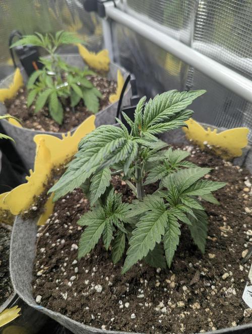 British Delight - Wizard Trees. Week 3