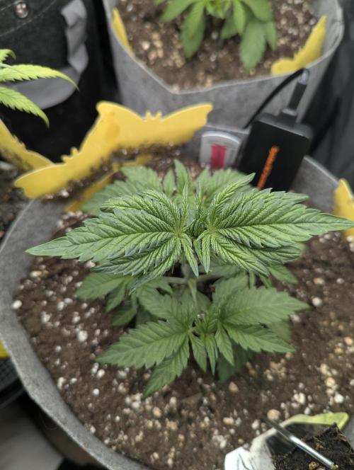 British Delight - Wizard Trees. Week 3