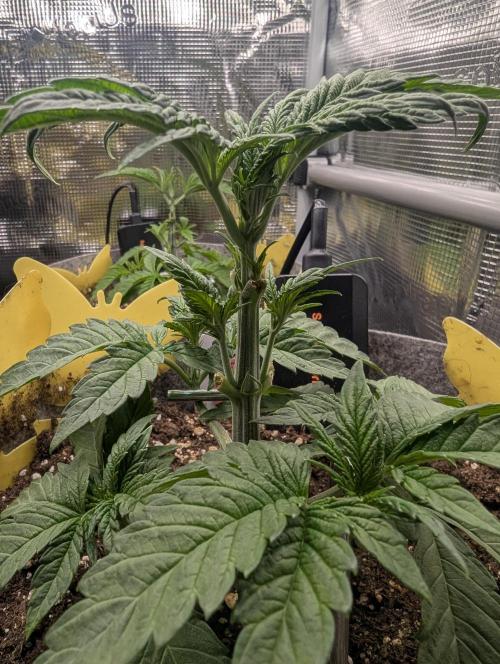 British Delight - Wizard Trees. Week 3