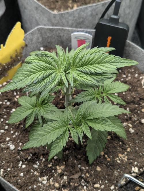 British Delight - Wizard Trees. Week 3