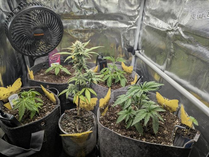 British Delight - Wizard Trees. Week 3