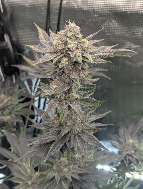 Black Cherry Gushers - Barney's Farm. Week 14