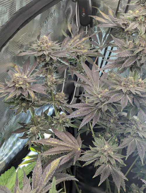 Black Cherry Gushers - Barney's Farm. Week 14