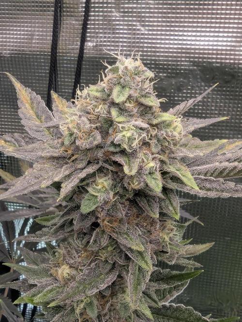 Black Cherry Gushers - Barney's Farm. Week 14