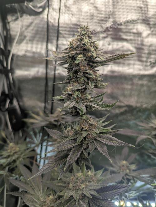 Black Cherry Gushers - Barney's Farm. Week 14