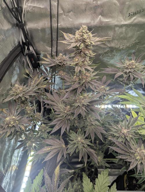 Black Cherry Gushers - Barney's Farm. Week 14