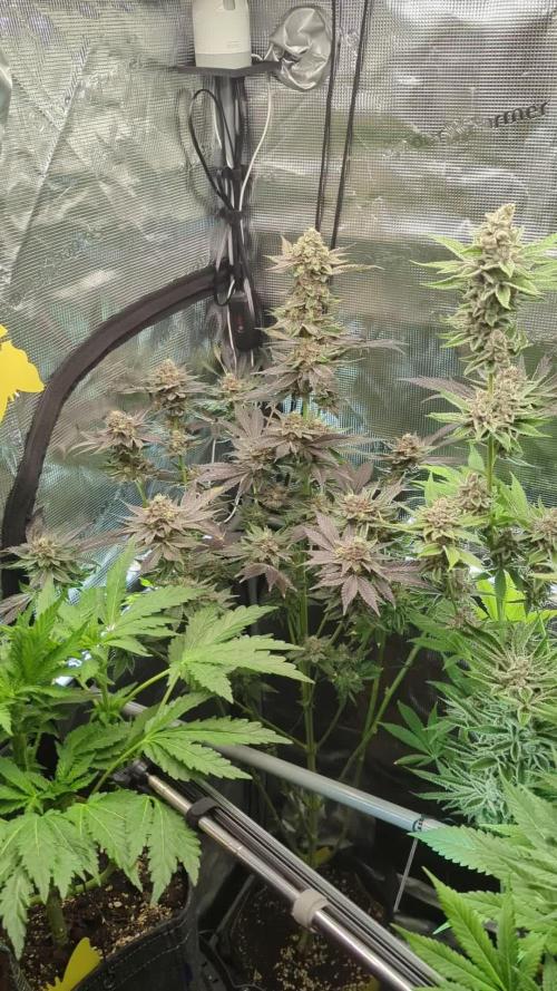 Black Cherry Gushers - Barney's Farm