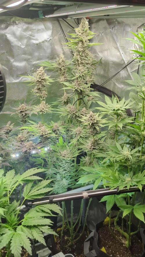 Blue Zushi - Dutch Passion