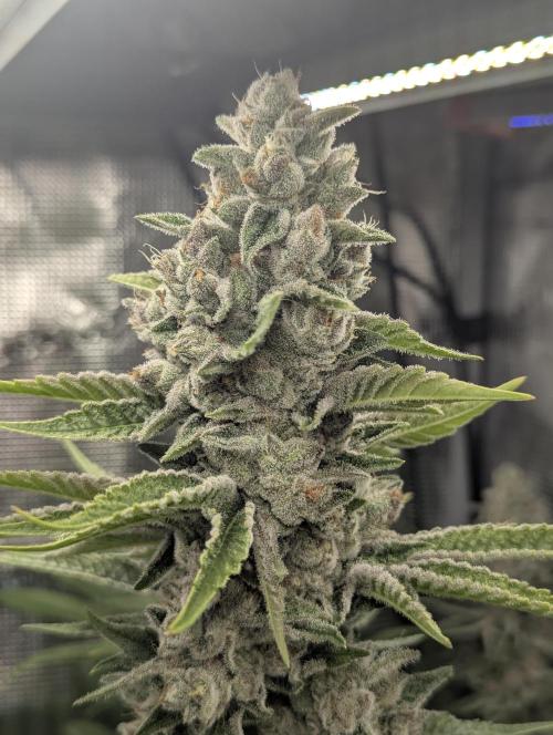 Blue Zushi - Dutch Passion. Week 14