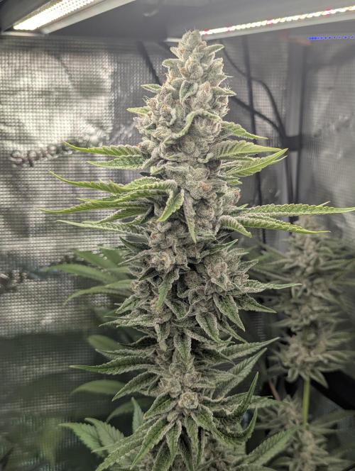 Blue Zushi - Dutch Passion. Week 14