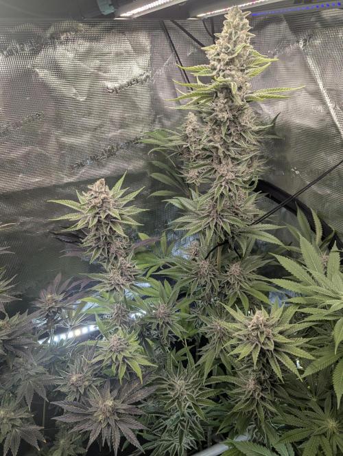 Blue Zushi - Dutch Passion. Week 14