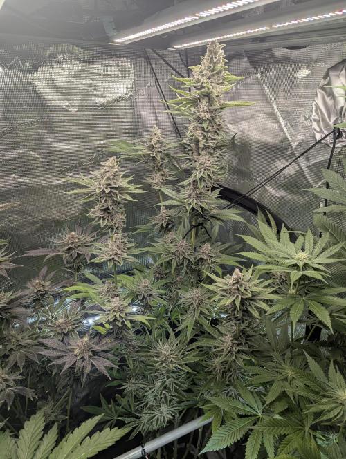 Blue Zushi - Dutch Passion. Week 14