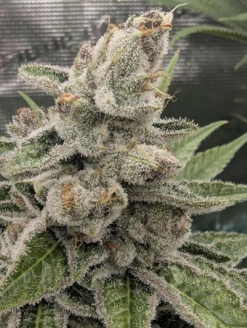 Blue Zushi - Dutch Passion. Week 14