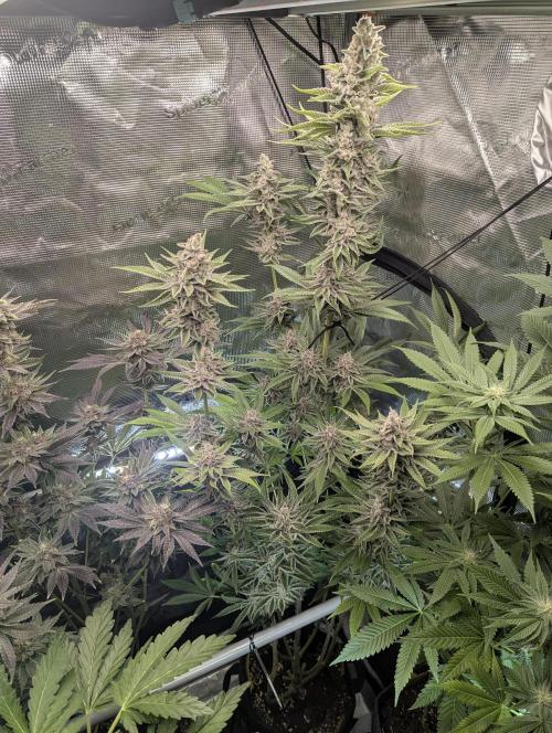 Blue Zushi - Dutch Passion. Week 14