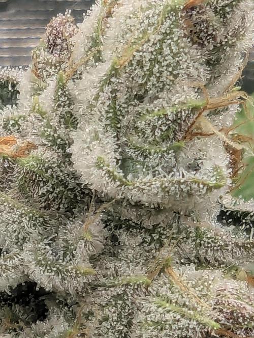 Blue Zushi - Dutch Passion. Week 14