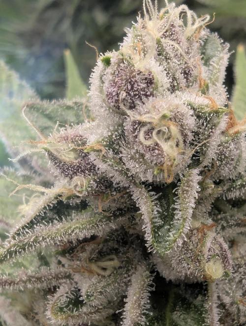 Blue Zushi - Dutch Passion. Week 14