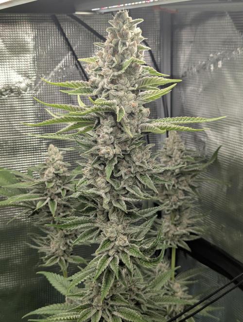 Blue Zushi - Dutch Passion. Week 14