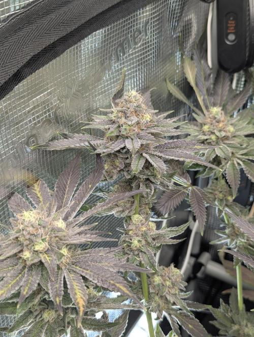 Black Cherry Gushers - Barney's Farm. Week 14