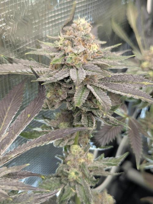 Black Cherry Gushers - Barney's Farm. Week 14