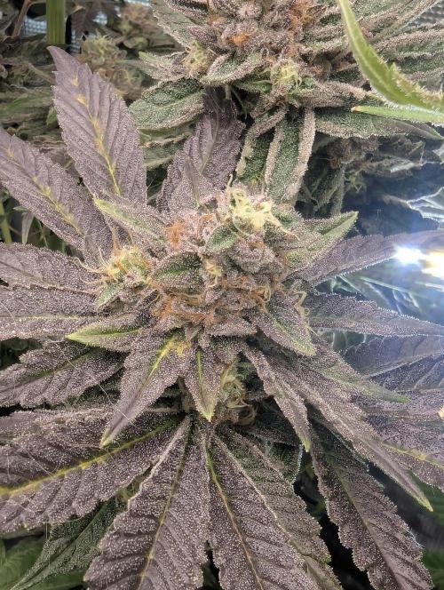 Black Cherry Gushers - Barney's Farm. Week 14