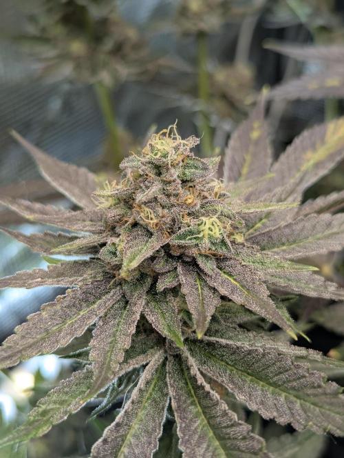 Black Cherry Gushers - Barney's Farm. Week 14